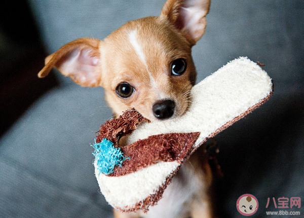 寵物帶給人的5個健康變化 如何科學健康養寵物