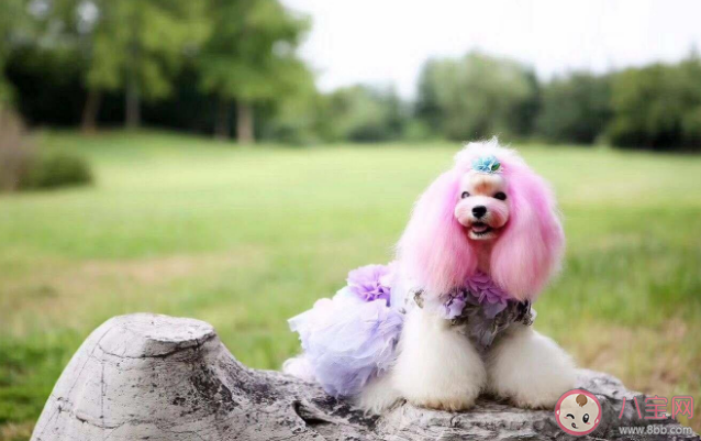 寵物帶給人的5個健康變化 如何科學健康養寵物