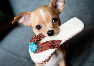 寵物帶給人的5個健康變化 如何科學健康養寵物