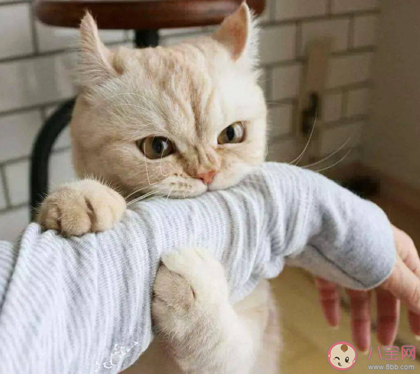 男子擼貓后淋巴結腫大高燒不退是怎么回事 擼貓出現哪些癥狀要注意