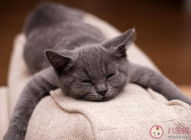 男子擼貓后淋巴結腫大高燒不退是怎么回事 擼貓出現哪些癥狀要注意