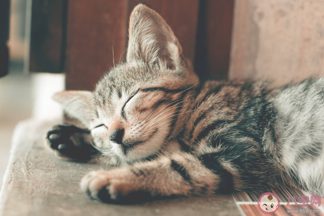 男子擼貓后淋巴結腫大高燒不退是怎么回事 擼貓出現哪些癥狀要注意