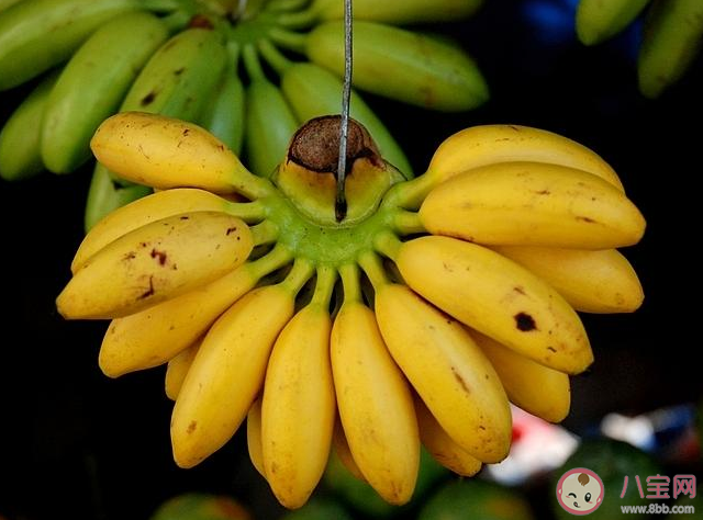 帝王蕉為什么那么小 帝王蕉營養價值怎樣