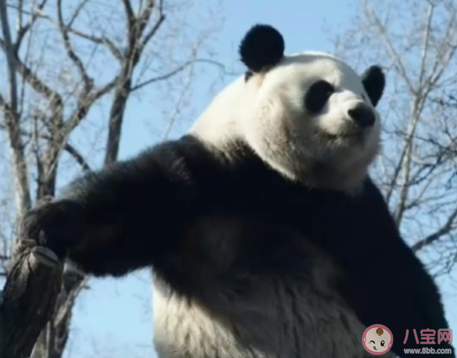 萌蘭的院子圍欄又雙叒被加高了 萌蘭有多喜歡越獄