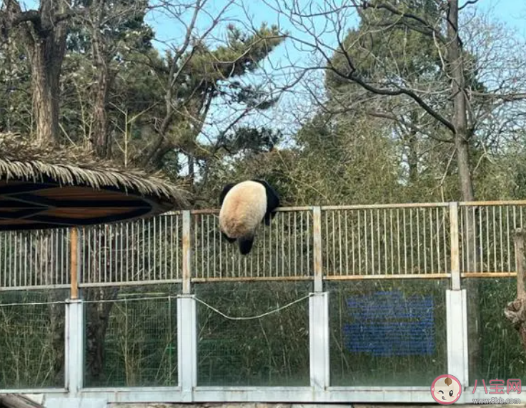 萌蘭的院子圍欄又雙叒被加高了 萌蘭有多喜歡越獄