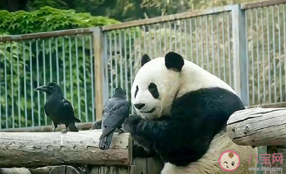 萌蘭的院子圍欄又雙叒被加高了 萌蘭有多喜歡越獄