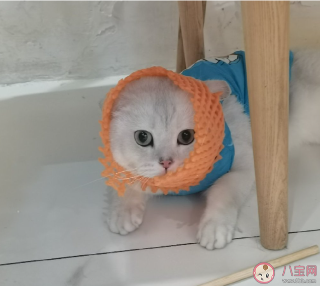 年輕人不結婚不生娃反促進寵物經濟 為什么更愿意養寵物