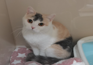 年輕人不結婚不生娃反促進寵物經濟 為什么更愿意養(yǎng)寵物