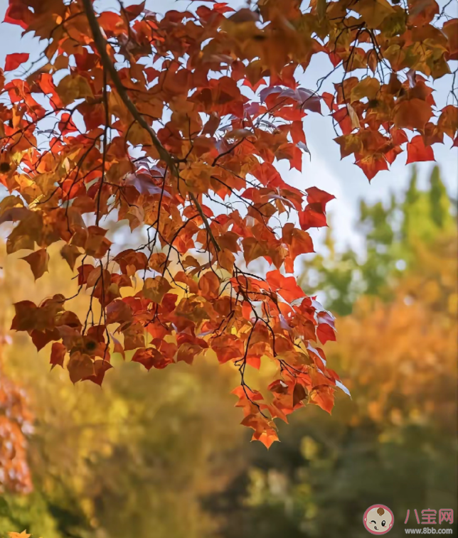 為什么很多人不發朋友圈了 關閉朋友圈一年后的變化有哪些
