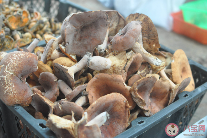 野生菌越貴越有營養嗎 吃野生菌要把好安全關