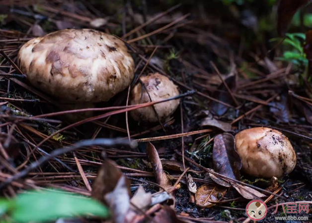 野生菌越貴越有營養嗎 吃野生菌要把好安全關