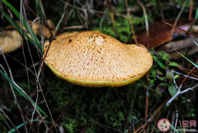 野生菌越貴越有營養嗎 吃野生菌要把好安全關