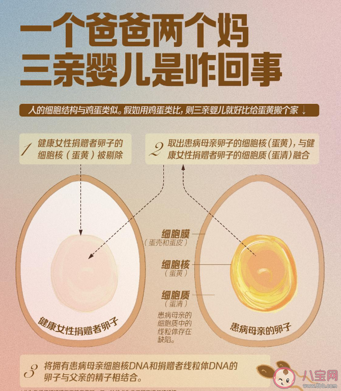 三親嬰兒是什么意思 三親嬰兒技術目的是什么有何爭議 三親嬰兒是什么意思 三親嬰兒技術目的是什么有何爭議