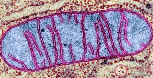 三親嬰兒是什么意思 三親嬰兒技術目的是什么有何爭議 三親嬰兒是什么意思 三親嬰兒技術目的是什么有何爭議