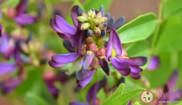 孕婦服用雞血藤與黃芩可能致胎兒畸形 孕婦哪些中藥不能吃