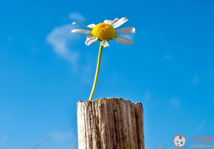 付出全部的感情真的值得嗎 愛情中不顧一切的付出值得嗎