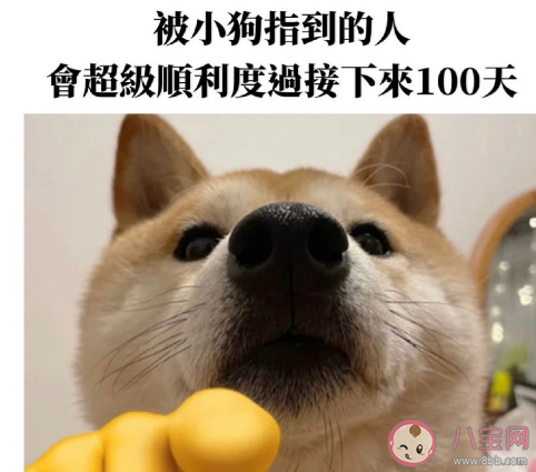 謝謝小狗是什么梗什么意思 謝謝小狗有什么含義