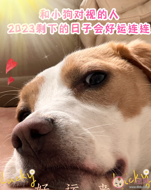 謝謝小狗是什么梗什么意思 謝謝小狗有什么含義