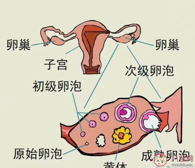黃體為什么會破裂 黃體破了該怎么辦 黃體為什么會破裂 黃體破了該怎么辦