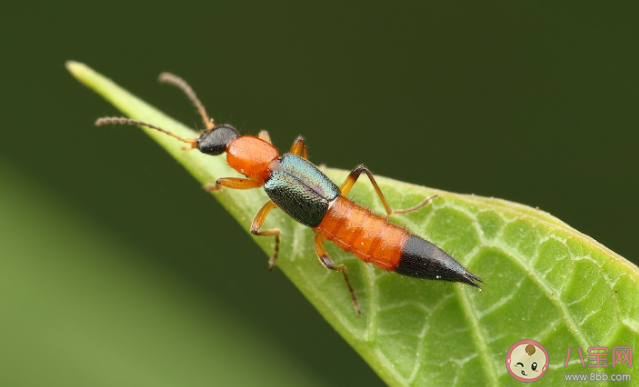 不小心拍打隱翅蟲后如何處理 發(fā)現(xiàn)隱翅蟲怎么辦