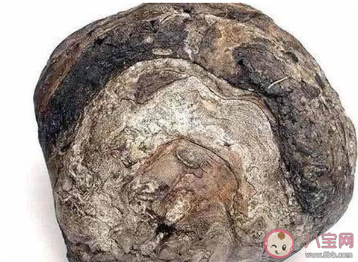 下列哪種動(dòng)物的排泄物對(duì)海洋的生態(tài)起到了重要作用 神奇海洋6月13日答案