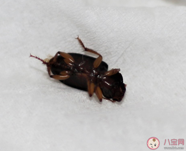 踩死蟑螂可能擴大其活動范圍 蟑螂為什么越踩越多