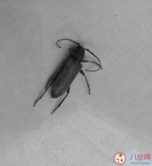 踩死蟑螂可能擴大其活動范圍 蟑螂為什么越踩越多