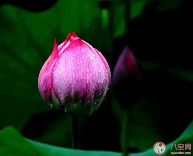 以下哪個(gè)是荷花的別名 螞蟻莊園6月21日答案