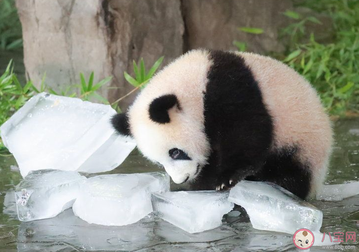 大熊貓為什么很怕熱 多少度對大熊貓來說算熱