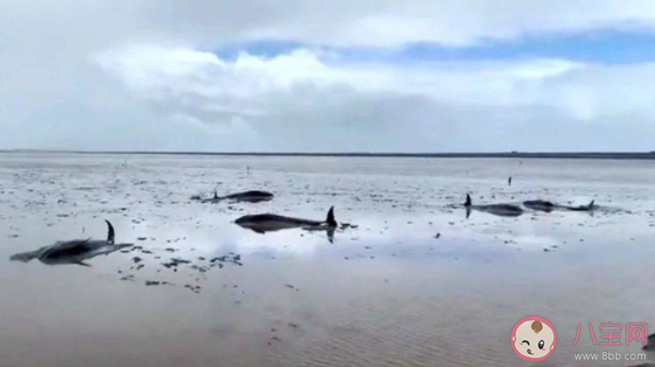 考考你海洋中的鯨魚會不會被曬傷 神奇海洋6月25日答案