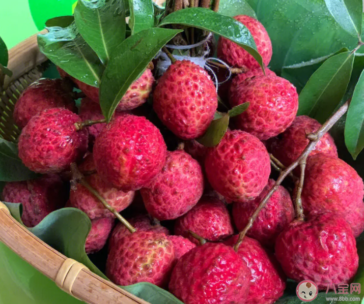 北園綠荔枝最貴每斤388元 為什么有的荔枝這么貴