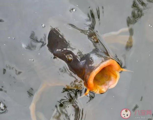 魚在水里會主動喝水嗎 螞蟻莊園7月1日答案
