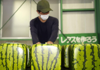 日本開售方形西瓜每只500元 西瓜只能觀賞不能吃值得嗎
