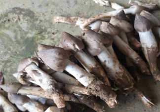 雞樅菌因氣候減產200多元一斤 雞樅菌為什么這么貴
