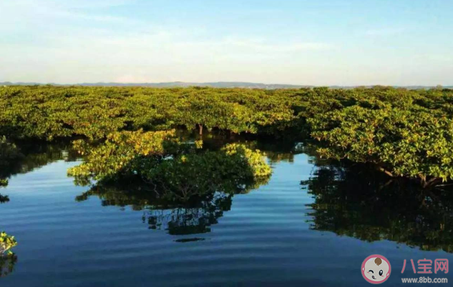 陸地和大海交界處會有森林嗎 螞蟻莊園7月5日答案