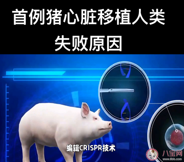 首位豬心移植患者心衰原因公布 豬心移植手術的原理是什么
