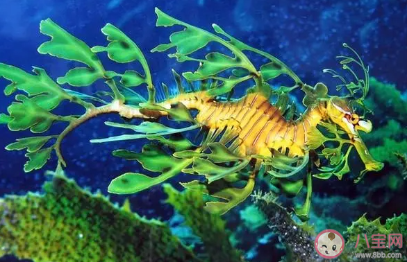 葉海龍是植物還是動物 神奇海洋7月7日答案 葉海龍是植物還是動物 神奇海洋7月7日答案