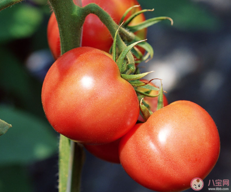 印度西紅柿價格比汽油還貴是真的嗎 西紅柿吃了有什么好處