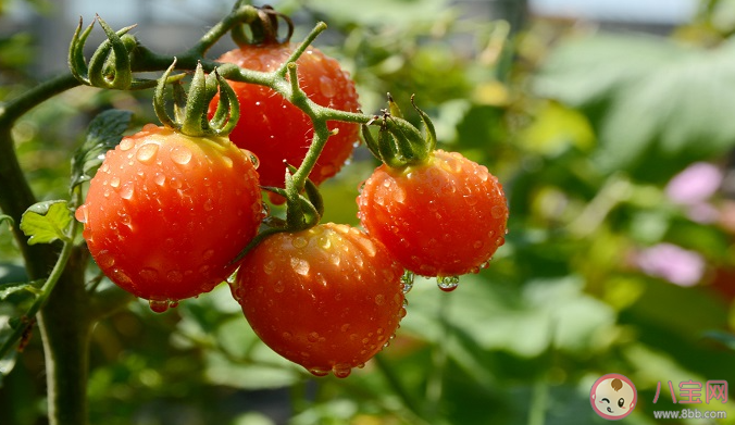 印度西紅柿價格比汽油還貴是真的嗎 西紅柿吃了有什么好處