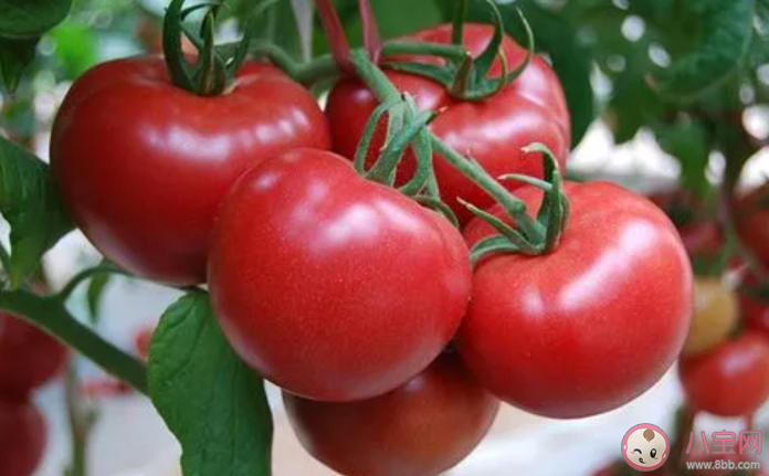 印度西紅柿價格比汽油還貴是真的嗎 西紅柿吃了有什么好處
