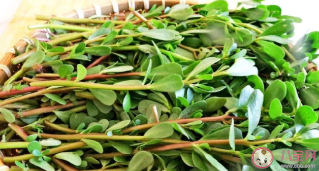 馬齒莧是敏感肌救星嗎 敏感肌用什么護膚品好 馬齒莧是敏感肌救星嗎 敏感肌用什么護膚品好