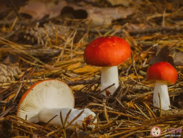 蘑菇是怎么繁殖的 蘑菇喜歡生長(zhǎng)在哪里