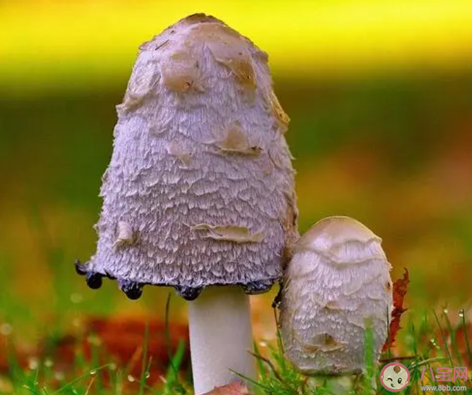 蘑菇是怎么繁殖的 蘑菇喜歡生長(zhǎng)在哪里