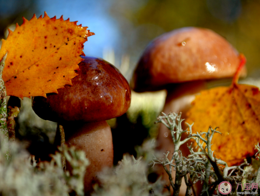 蘑菇是怎么繁殖的 蘑菇喜歡生長(zhǎng)在哪里