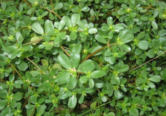 馬齒莧是敏感肌救星嗎 敏感肌用什么護膚品好