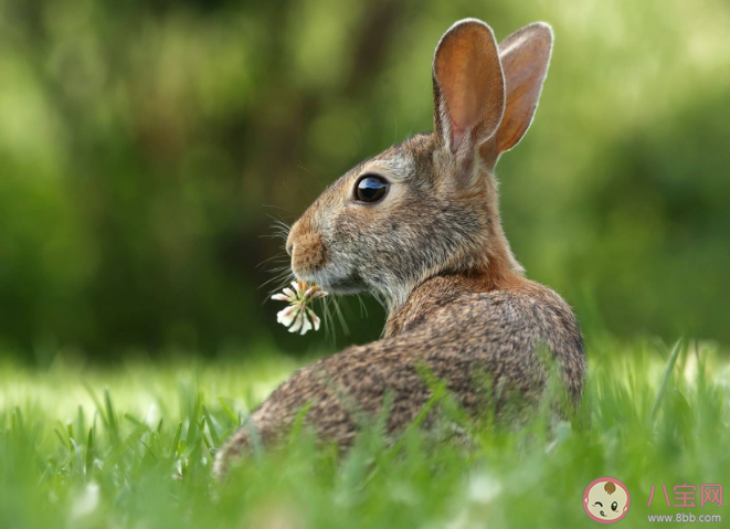成語狡兔三窟中的狡兔指的是哪種兔子 螞蟻莊園7月11日答案 成語狡兔三窟中的狡兔指的是哪種兔子 螞蟻莊園7月11日答案