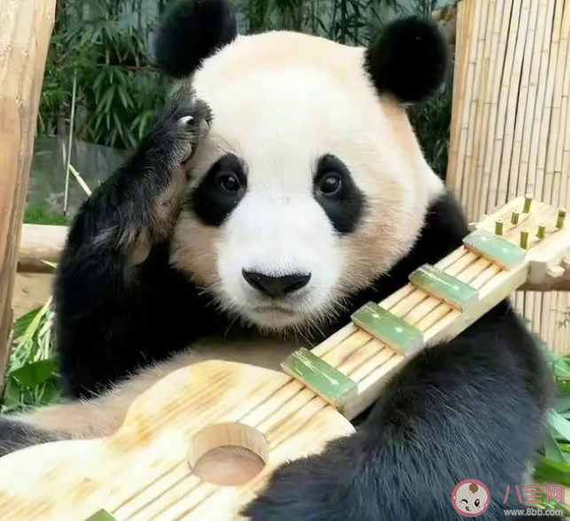 上萬韓國人競聘和大熊貓相關崗位 成為大熊貓飼養員要滿足哪些條件