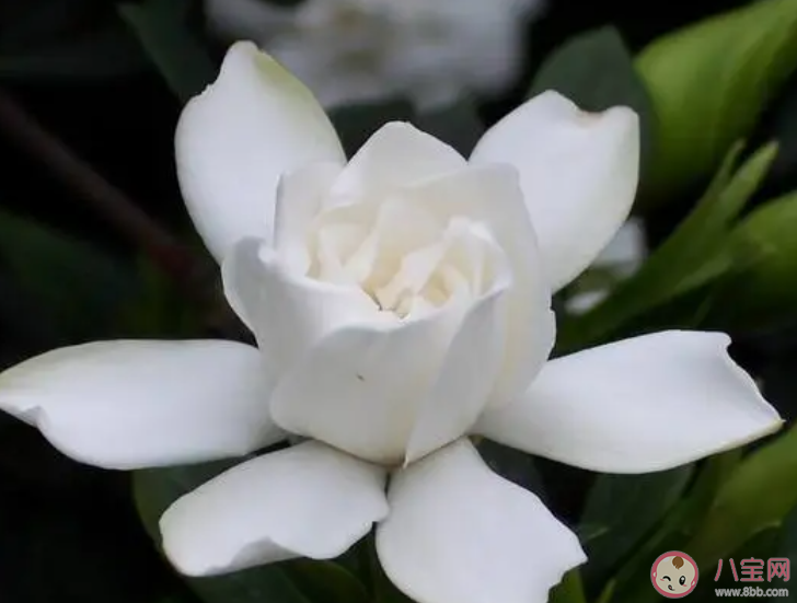 以下哪種植物在古代用作黃色染料 螞蟻莊園7月12日答案介紹 以下哪種植物在古代用作黃色染料 螞蟻莊園7月12日答案介紹