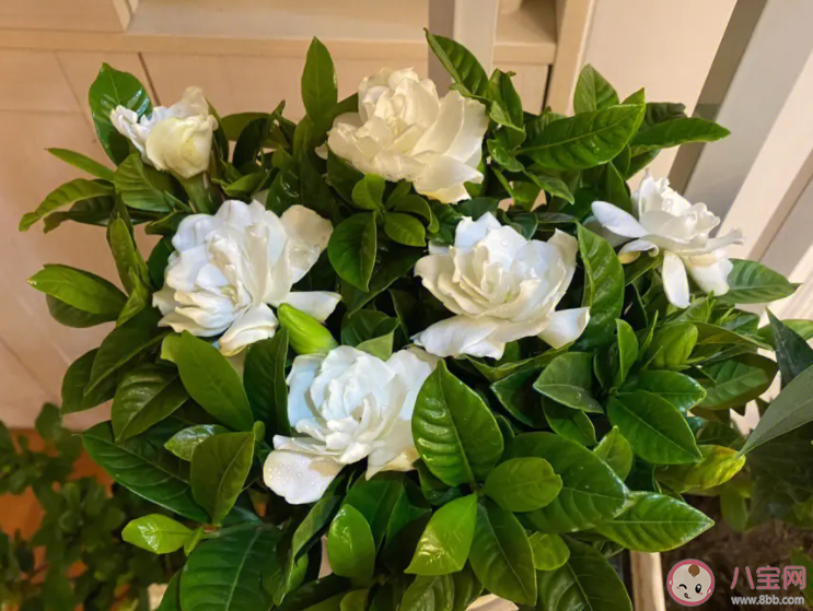 以下哪種植物在古代用作黃色染料 螞蟻莊園7月12日答案介紹 以下哪種植物在古代用作黃色染料 螞蟻莊園7月12日答案介紹