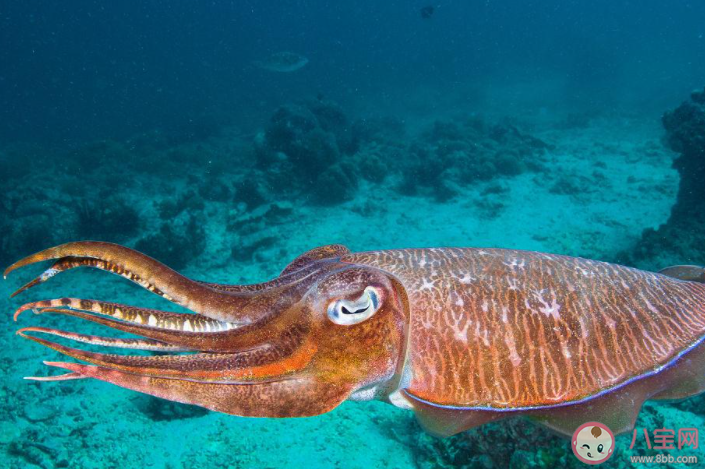 海洋生物中的頭足類動物是靠什么來產生動力的 神奇海洋7月11日答案介紹